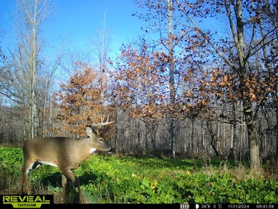 47± Acre Hunting Property with Cabin | Vernon County, Wisconsin - image 3