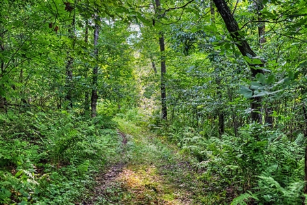 47± Acre Hunting Property with Cabin | Vernon County, Wisconsin - image 47