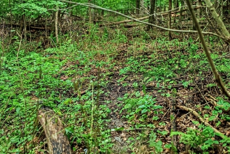 47± Acre Hunting Property with Cabin | Vernon County, Wisconsin - image 26