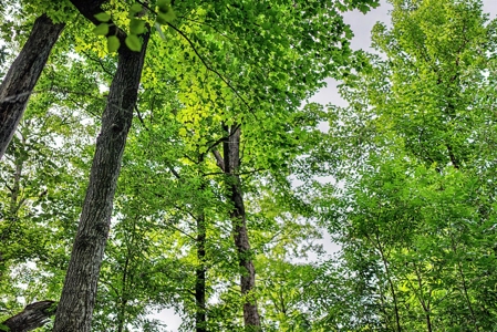 47± Acre Hunting Property with Cabin | Vernon County, Wisconsin - image 46