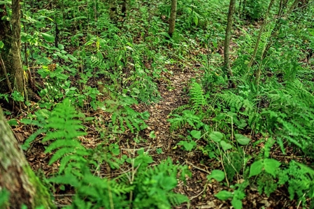 47± Acre Hunting Property with Cabin | Vernon County, Wisconsin - image 27
