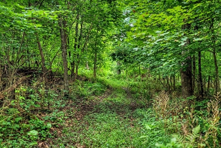 47± Acre Hunting Property with Cabin | Vernon County, Wisconsin - image 30