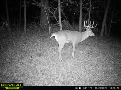 47± Acre Hunting Property with Cabin | Vernon County, Wisconsin - image 32