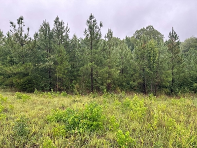 Peaceful Knoll – Nearly 7 Acres Ready for Your Dream Home - image 3