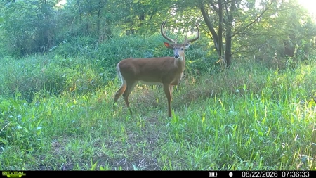 Wapello County Income Producing Combination Farm - image 33