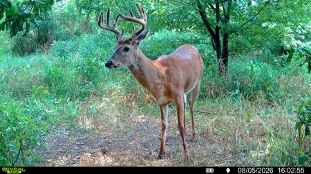 Wapello County Income Producing Combination Farm - image 34