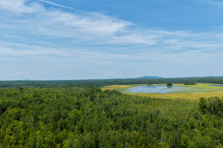 516 Acres Bordering State Wildlife Management Area - image 3