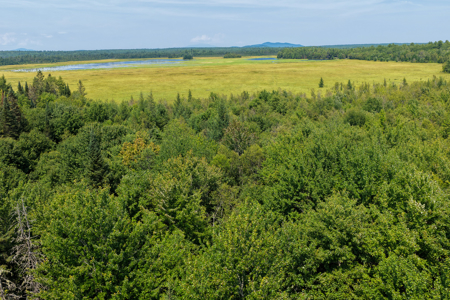 516 Acres Bordering State Wildlife Management Area - image 5
