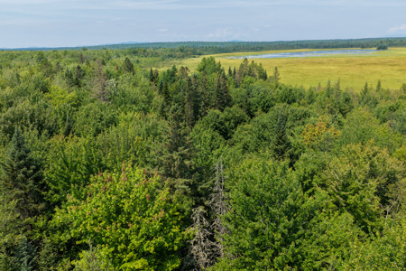 516 Acres Bordering State Wildlife Management Area - image 10