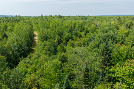 516 Acres Bordering State Wildlife Management Area - image 11