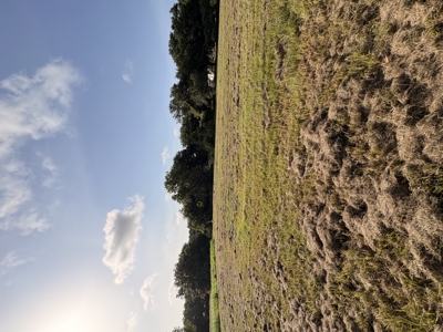 6.46 Acres of Timeless Beauty in the Heart of Lafayette - image 13