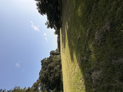 6.46 Acres of Timeless Beauty in the Heart of Lafayette - image 8