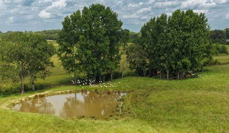 72.69-Acre Hilltop Ranch/ Pasture Land for Sale in De Kalb, TX - image 4