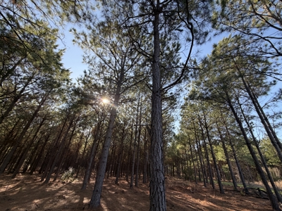East Texas Timberland and Hunting Property in Cass County - image 2