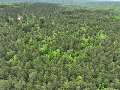 East Texas Timberland and Hunting Property in Cass County - image 1