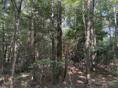 East Texas Hunting and Timber Property - image 1