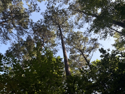 East Texas Hunting and Timber Property - image 4