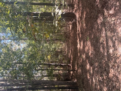 East Texas Hunting and Timber Property - image 6