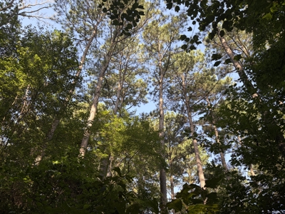 East Texas Hunting and Timber Property - image 2