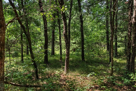 65+/- Acres of Turnkey Whitetail Country Minutes from Castle Rock - image 6
