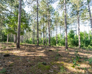 150+/- Acre Juneau County Hunting & Recreational Estate Home - image 45