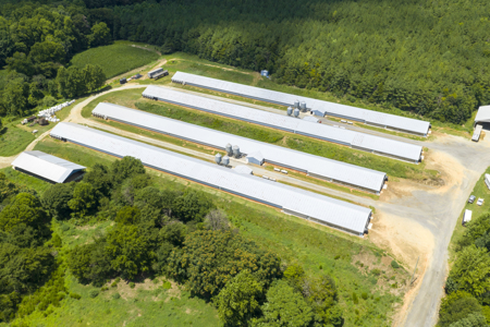 Premier 12-House Poultry Farm with Strong Income Potential - image 4