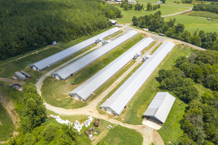 Premier 12-House Poultry Farm with Strong Income Potential - image 2
