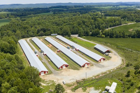 Premier 12-House Poultry Farm with Strong Income Potential - image 18