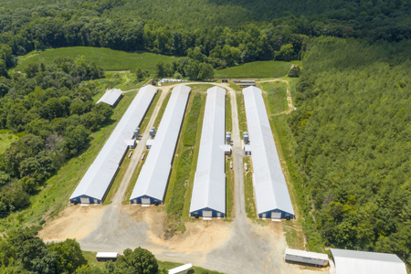 Premier 12-House Poultry Farm with Strong Income Potential - image 6