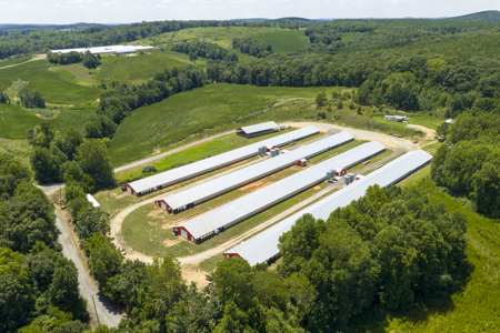 Premier 12-House Poultry Farm with Strong Income Potential - image 13