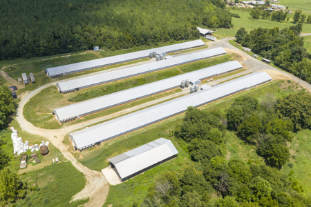 Premier 12-House Poultry Farm with Strong Income Potential - image 3