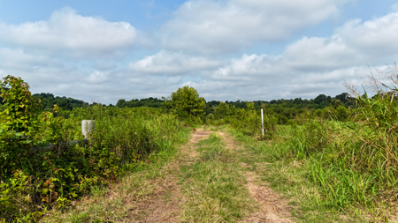82-Acre West TN Cattle Farm for Sale in Hornbeak, Tennessee - image 11