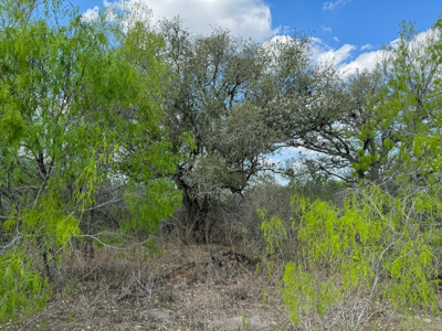 Unrestricted Hunting & Recreational Land Near Beeville - image 12