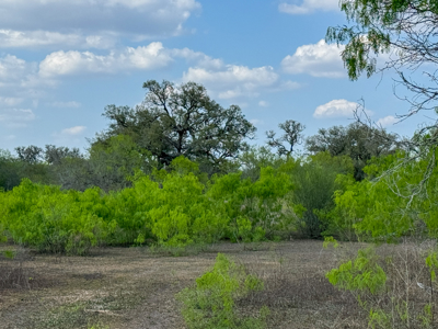 Unrestricted Hunting & Recreational Land Near Beeville - image 3