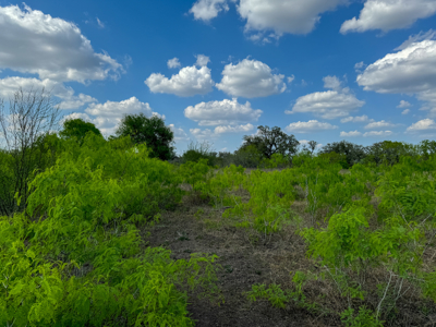Unrestricted Hunting & Recreational Land Near Beeville - image 10