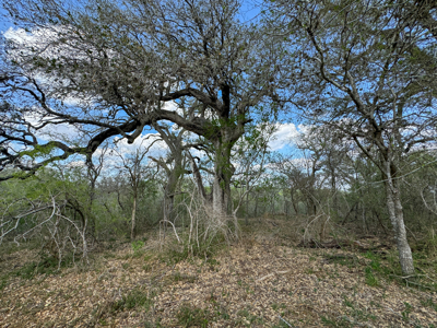 Unrestricted Hunting & Recreational Land Near Beeville - image 15
