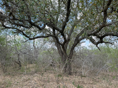 Unrestricted Hunting & Recreational Land Near Beeville - image 7