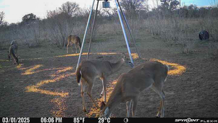 Unrestricted Hunting & Recreational Land Near Beeville - image 4