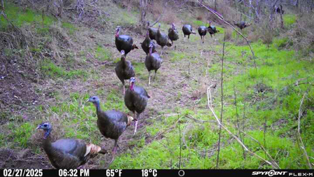 Unrestricted Hunting & Recreational Land Near Beeville - image 2