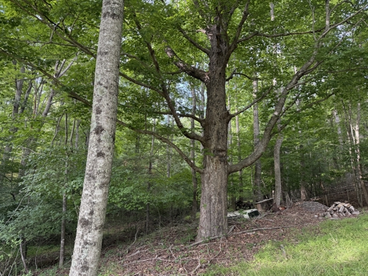 Vacant Land for Sale in Floyd VA