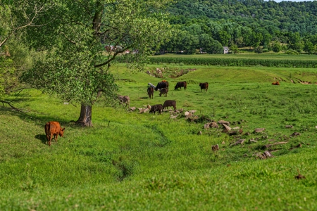 76-Acre Driftless Area Farm & Country Estate La Crosse County, Wi - image 46