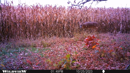 122+/- acre outdoor paradise in Waushara County WI - image 16