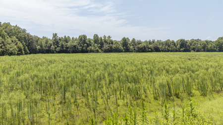 West Tennessee Farm for Sale w/ Home, Live Water & Hunting Land - image 32