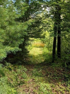 Thunder Bay River Acreage - 3.31 Acres in Atlanta MI - image 9
