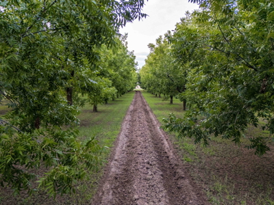 6.27-Acre Adobe Home & Pecan Orchard for Sale in New Mexico - image 6