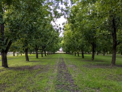 6.27-Acre Adobe Home & Pecan Orchard for Sale in New Mexico - image 7