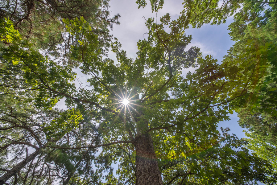 No Caption