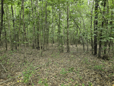 118 Acres of Riverfront Mountain Paradise - image 26