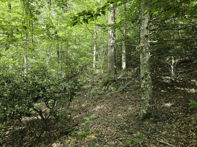 118 Acres of Riverfront Mountain Paradise - image 17