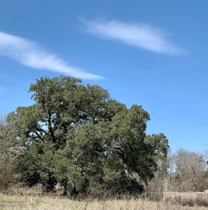 47.7 Acres of Texas Country Beauty Near Burton & Round Top - image 25